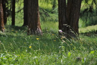 家庭教育对初中生成长的深远影响 家庭教育对初中生成长的深远影响